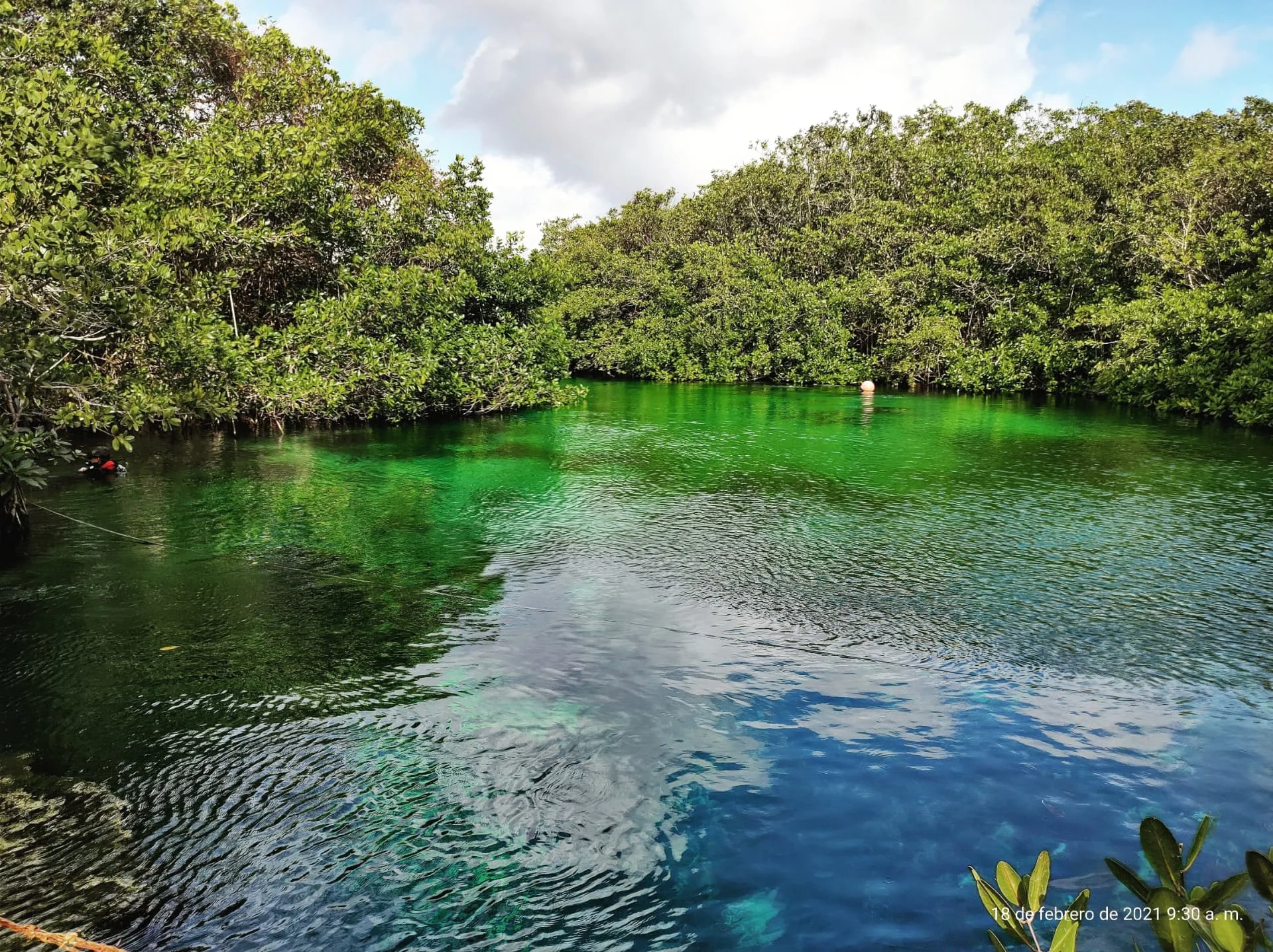 Calm green Casa Cenote water surrounded by mangroves