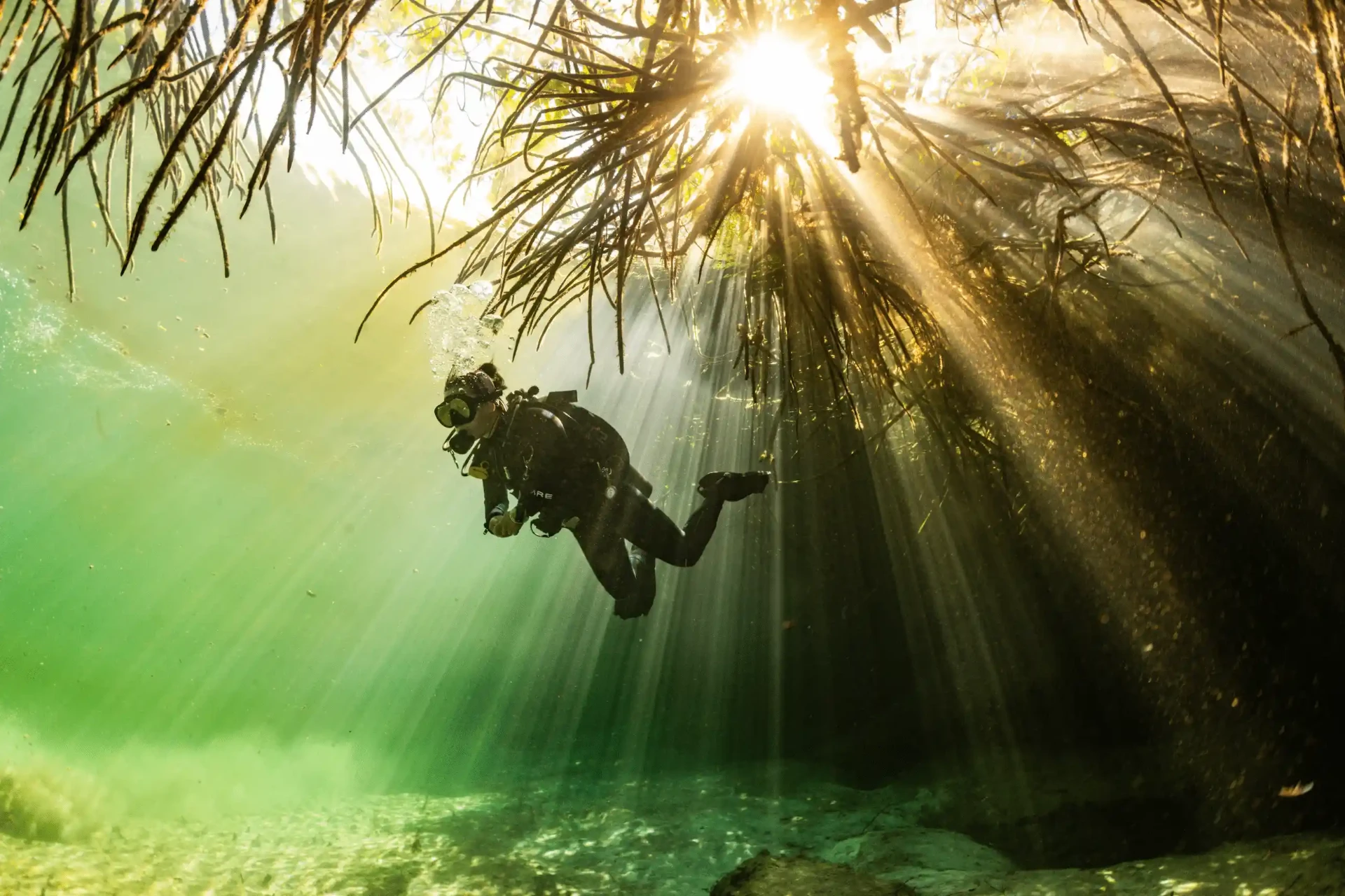 Scuba diver hovering in green cenote water beneath mangrove roots as sunbeams break through the surface