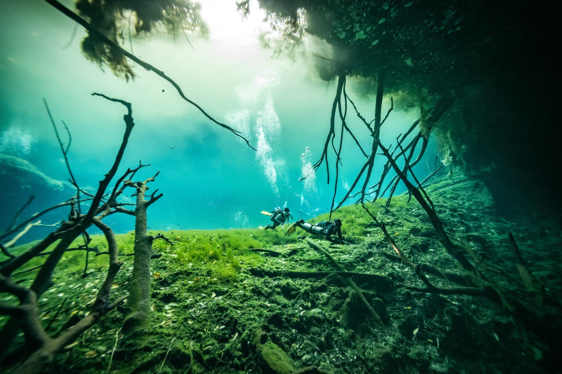 Clear turquoise cenote water surrounded by jungle near Tulum, Mexico