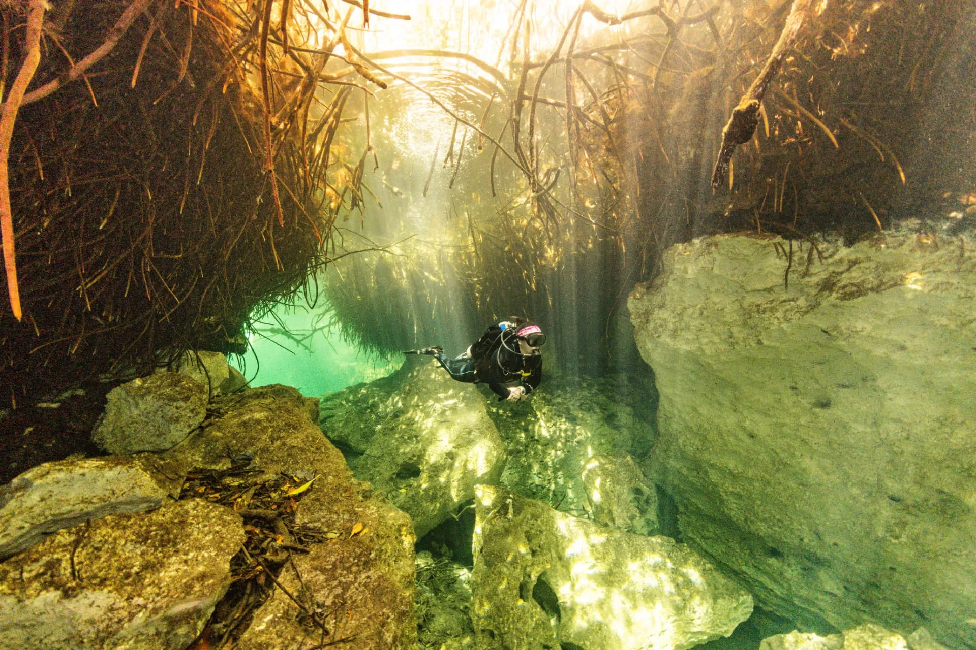 Scuba diver moving through clear water beneath mangrove roots in Casa Cenote