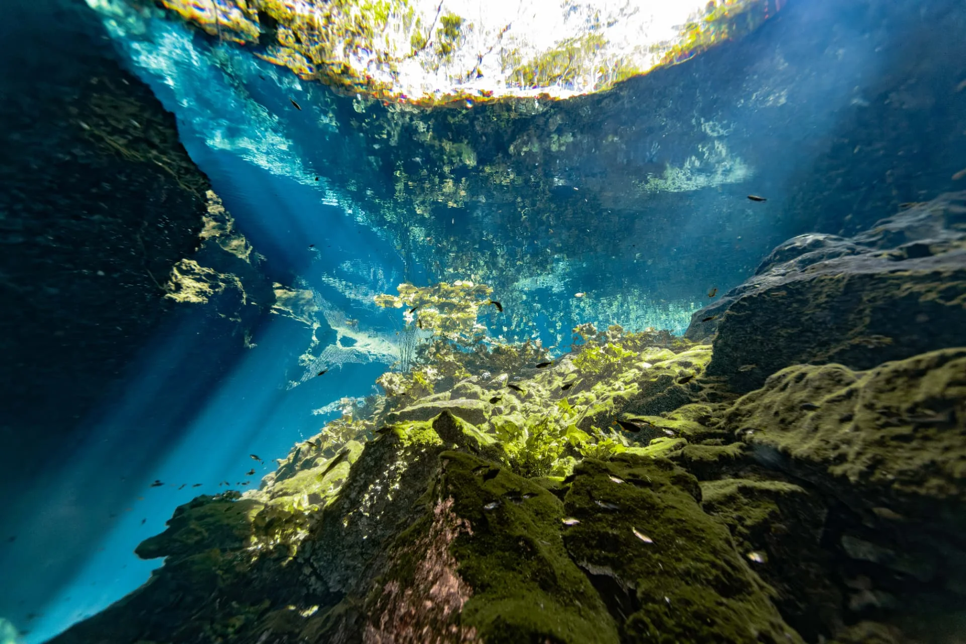 Blue sunbeams crossing clear cenote water above green-covered rocks and small fish