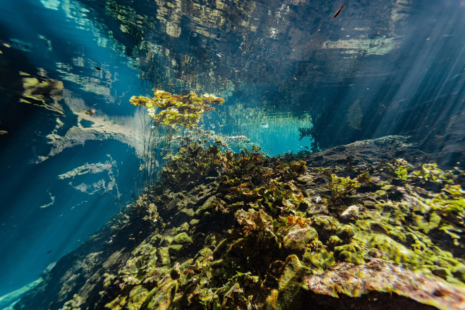 Aquatic plants and mossy rocks beneath angled sunbeams at Nicte-Ha