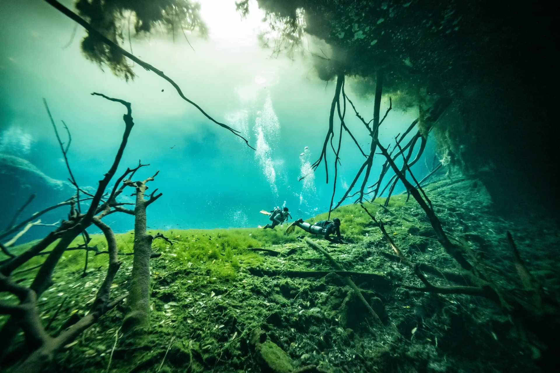Divers swimming above the green, sloping floor of a cenote