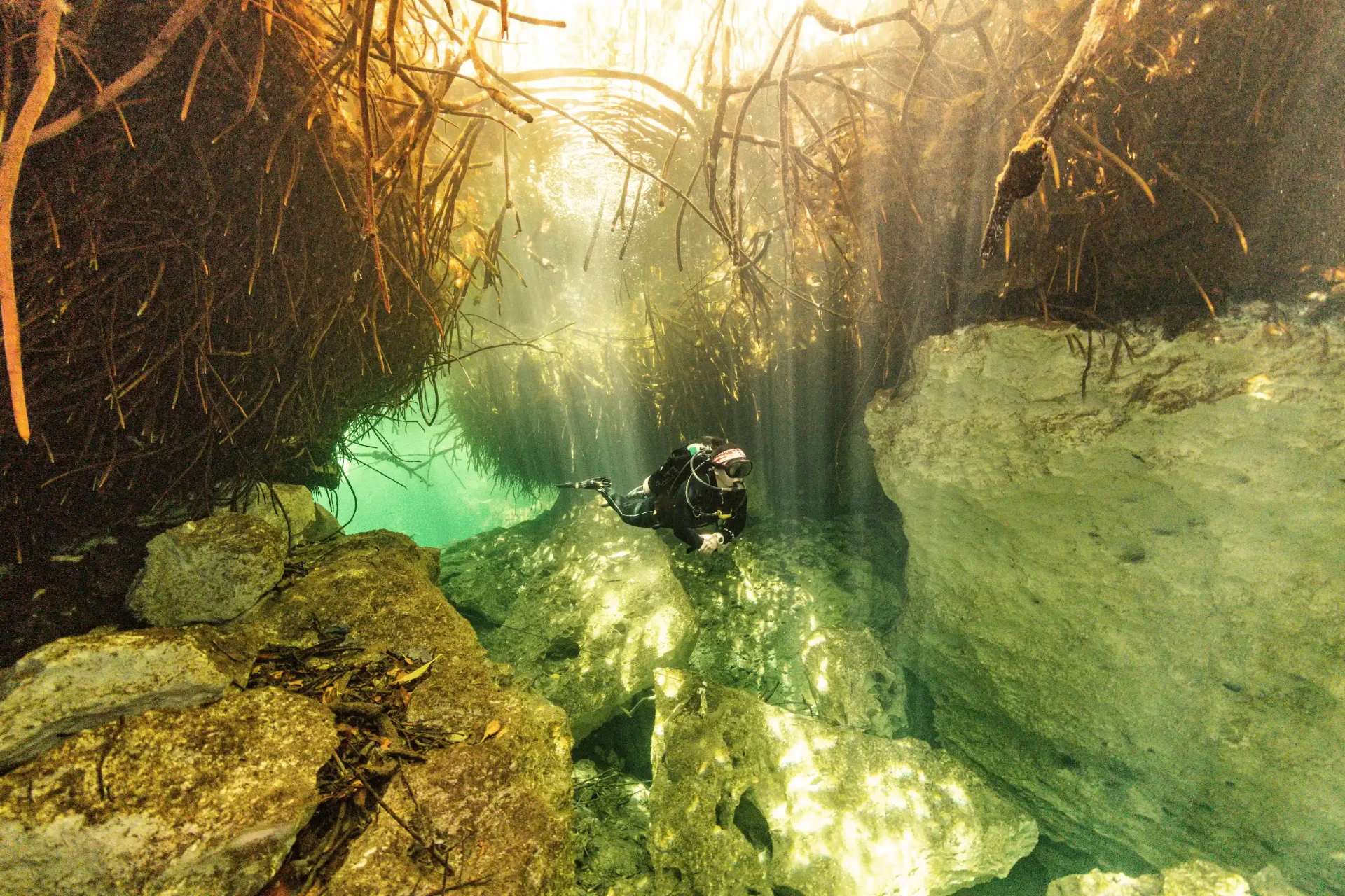 Scuba diver swimming over pale limestone beneath mangrove roots in warm golden light